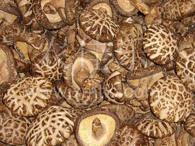 帶足白花菇AA級5cmup